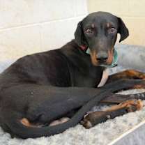 Thumbnail photo of Malu #3