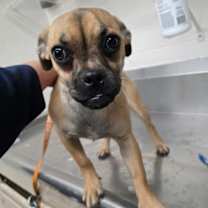 Thumbnail photo of 59915638 #2