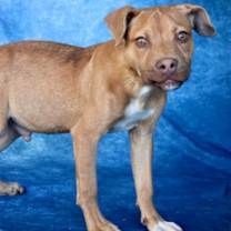 Thumbnail photo of cricket #1