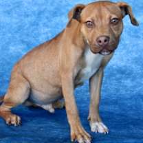 Thumbnail photo of cricket #2