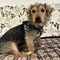 Thumbnail photo of Chowder 13619 #4