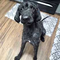 Thumbnail photo of Duke #1