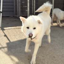 Thumbnail photo of Dduri #4