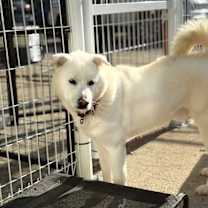 Thumbnail photo of Dduri #3