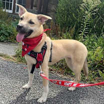 Thumbnail photo of Sakura #1