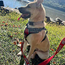 Thumbnail photo of Sakura #3