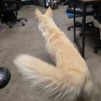 Thumbnail photo of Vixen #3