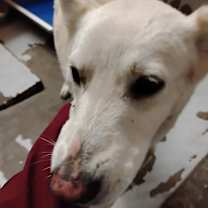 Thumbnail photo of Vixen #4