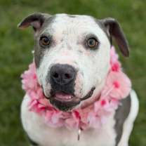 Thumbnail photo of Sushi #1