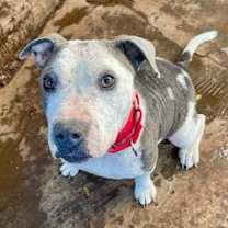 Thumbnail photo of Sushi #3