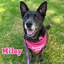 Thumbnail photo of Smiley MILEY - Fostered in LOS ANGELES #1