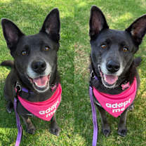 Thumbnail photo of Smiley MILEY - Fostered in LOS ANGELES #4