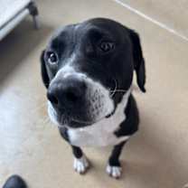 Thumbnail photo of Baxter #1