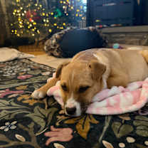 Thumbnail photo of Hazel #1