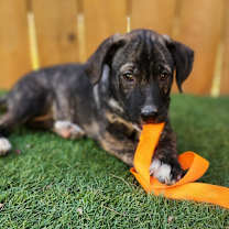 Thumbnail photo of Dasher JuM #1