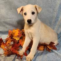 Thumbnail photo of Milo AL #2