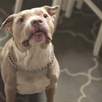 Thumbnail photo of Brutis #1