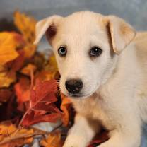 Thumbnail photo of Milo AL #3