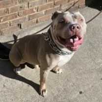 Thumbnail photo of Brutis #3