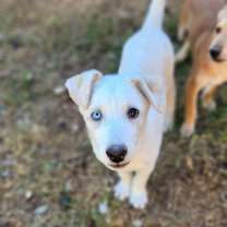 Thumbnail photo of Milo AL #4