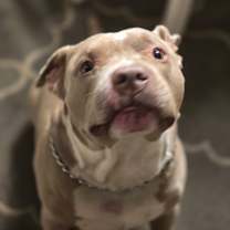 Thumbnail photo of Brutis #4