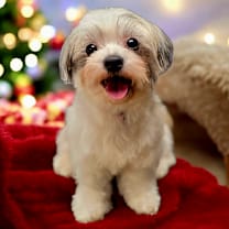 Thumbnail photo of Tallulah #2