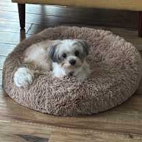 Thumbnail photo of Tallulah #3