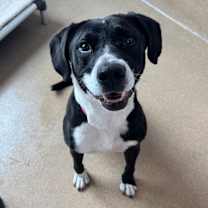 Thumbnail photo of Baxter #3