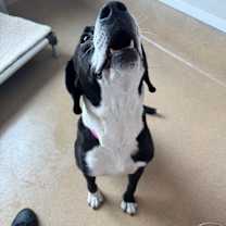 Thumbnail photo of Baxter #4