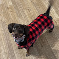 Thumbnail photo of Reecie #2