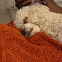 Thumbnail photo of Bennie #3