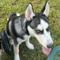 Thumbnail photo of Duke #1