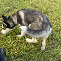 Thumbnail photo of Duke #3