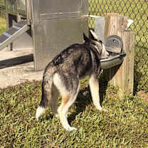 Thumbnail photo of Duke #4