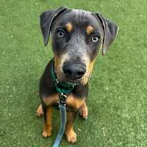 Thumbnail photo of Pickle Juice  #1