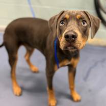 Thumbnail photo of Pickle Juice  #2