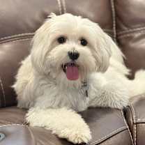 Thumbnail photo of Cookie #1