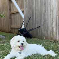 Thumbnail photo of Cookie #2