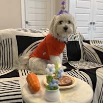 Thumbnail photo of Cookie #3