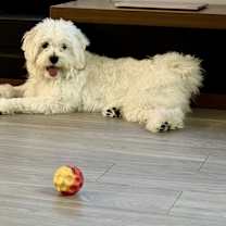 Thumbnail photo of Cookie #4