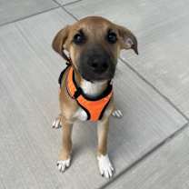 Thumbnail photo of Odin #1