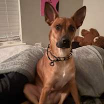 Thumbnail photo of Flacko #4