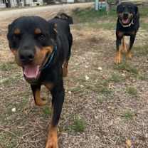 Thumbnail photo of Roxy #2