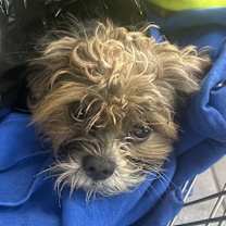 Thumbnail photo of Delight #2