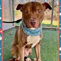 Thumbnail photo of Alfie (808) #1