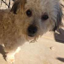 Thumbnail photo of Teddy #4