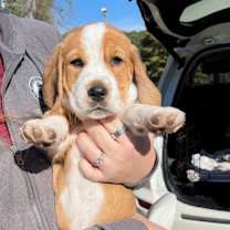 Thumbnail photo of Banjo #2