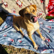 Thumbnail photo of Strudel #1