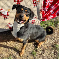 Thumbnail photo of Pancake #1