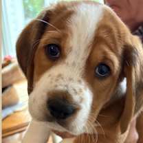 Thumbnail photo of Banjo #3